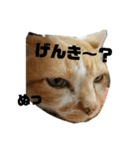 きなめるスタンプspecial（個別スタンプ：13）