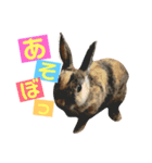 まろりんスタンプ（個別スタンプ：4）