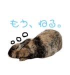 まろりんスタンプ（個別スタンプ：8）