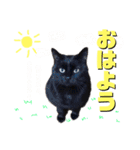 しげみさんちの猫。2（個別スタンプ：1）