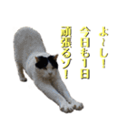 しげみさんちの猫。2（個別スタンプ：2）