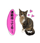 しげみさんちの猫。2（個別スタンプ：3）