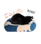 しげみさんちの猫。2（個別スタンプ：4）