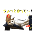 しげみさんちの猫。2（個別スタンプ：5）
