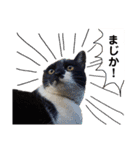 しげみさんちの猫。2（個別スタンプ：6）