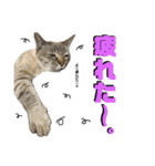 しげみさんちの猫。2（個別スタンプ：7）