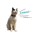しげみさんちの猫。2（個別スタンプ：8）