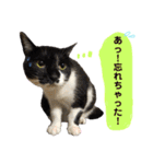 しげみさんちの猫。2（個別スタンプ：10）