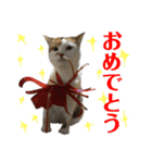 しげみさんちの猫。2（個別スタンプ：11）