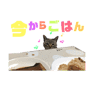しげみさんちの猫。2（個別スタンプ：12）