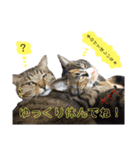 しげみさんちの猫。2（個別スタンプ：13）