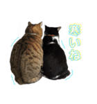 しげみさんちの猫。2（個別スタンプ：16）