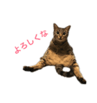 ネコズすたんぷ（個別スタンプ：1）
