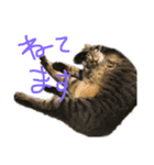 ネコズすたんぷ（個別スタンプ：4）