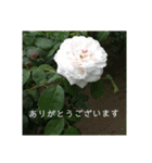 美しい花と風景1（個別スタンプ：6）