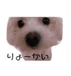 さくらすたんぷ♡（個別スタンプ：9）