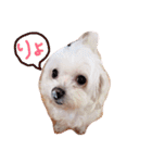 さくらすたんぷ♡（個別スタンプ：11）