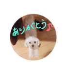 さくらすたんぷ♡（個別スタンプ：12）