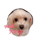 さくらすたんぷ♡（個別スタンプ：13）