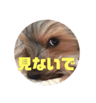 ヨーキー 麦芽ファミリー（個別スタンプ：1）