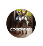 ヨーキー 麦芽ファミリー（個別スタンプ：4）