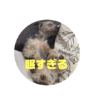 ヨーキー 麦芽ファミリー（個別スタンプ：8）