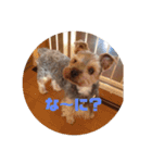 ヨーキー 麦芽ファミリー（個別スタンプ：11）