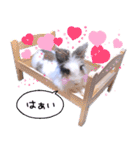 実写！うさぎのちゃんた3（個別スタンプ：5）