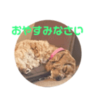 アメリカン コッカー（個別スタンプ：1）