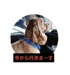 アメリカン コッカー（個別スタンプ：5）