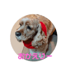 アメリカン コッカー（個別スタンプ：9）