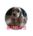 アメリカン コッカー（個別スタンプ：10）