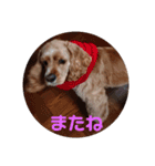 アメリカン コッカー（個別スタンプ：16）