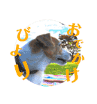ランディといっしょ。（個別スタンプ：1）