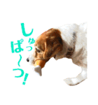 ランディといっしょ。（個別スタンプ：2）