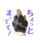 ランディといっしょ。（個別スタンプ：4）