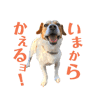ランディといっしょ。（個別スタンプ：5）