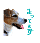 ランディといっしょ。（個別スタンプ：6）