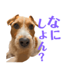 ランディといっしょ。（個別スタンプ：8）