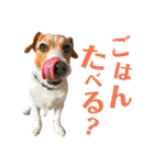 ランディといっしょ。（個別スタンプ：9）
