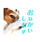 ランディといっしょ。（個別スタンプ：13）