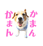 ランディといっしょ。（個別スタンプ：14）