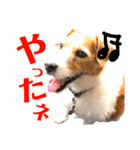 ランディといっしょ。（個別スタンプ：16）