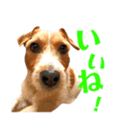 ランディといっしょ。（個別スタンプ：18）
