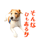 ランディといっしょ。（個別スタンプ：20）