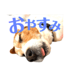 ランディといっしょ。（個別スタンプ：21）