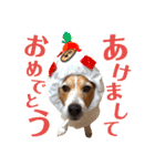ランディといっしょ。（個別スタンプ：24）