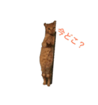 ねこねこいぬ（個別スタンプ：1）