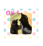 ねこねこいぬ（個別スタンプ：4）