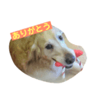 ねこねこいぬ（個別スタンプ：6）
